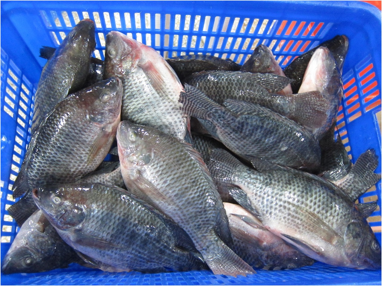 Tilapia