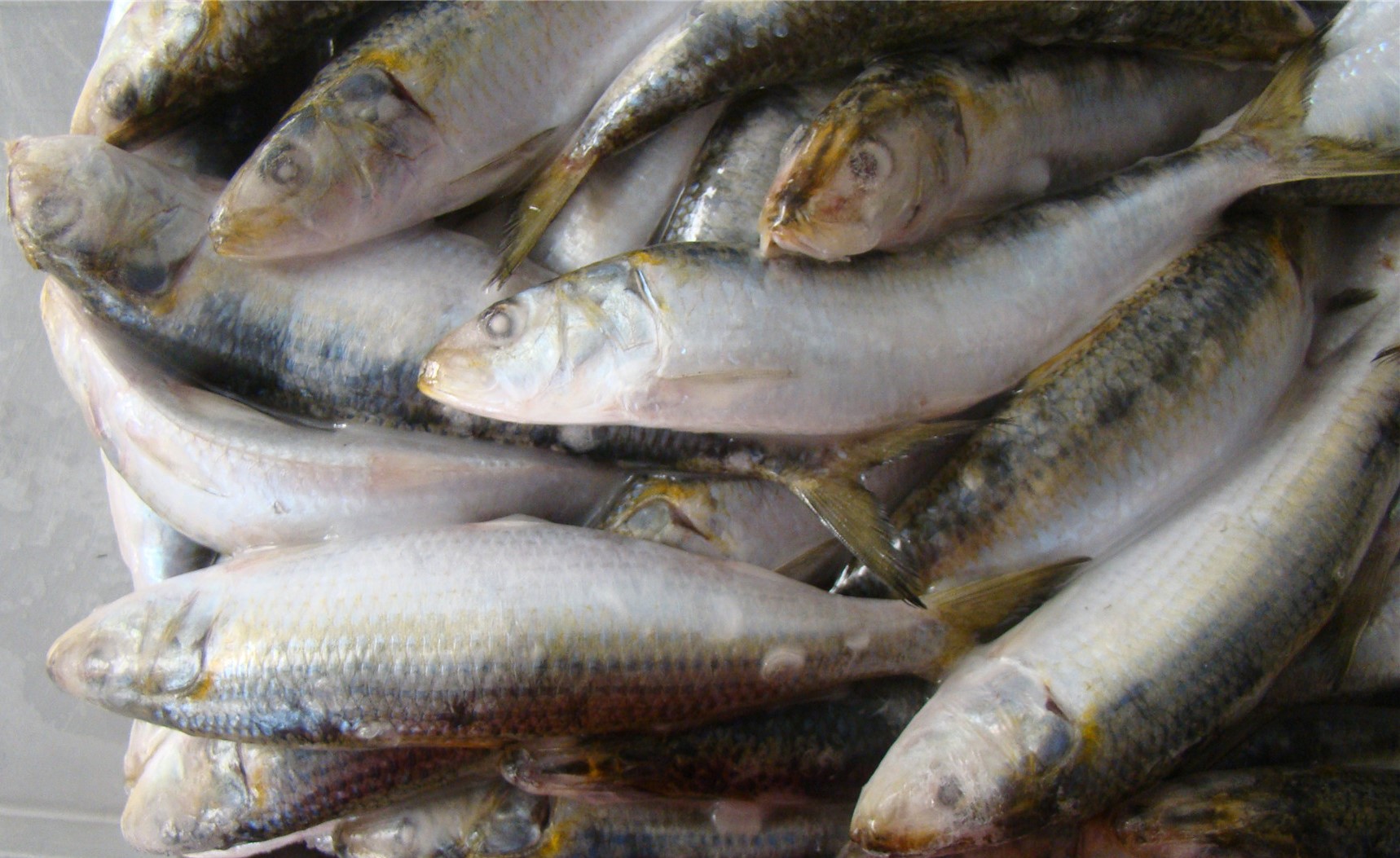 Sardine